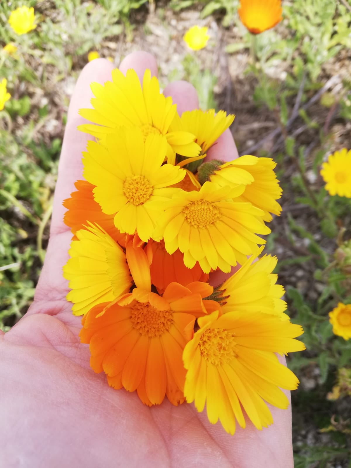 Calendula raccolta a mano